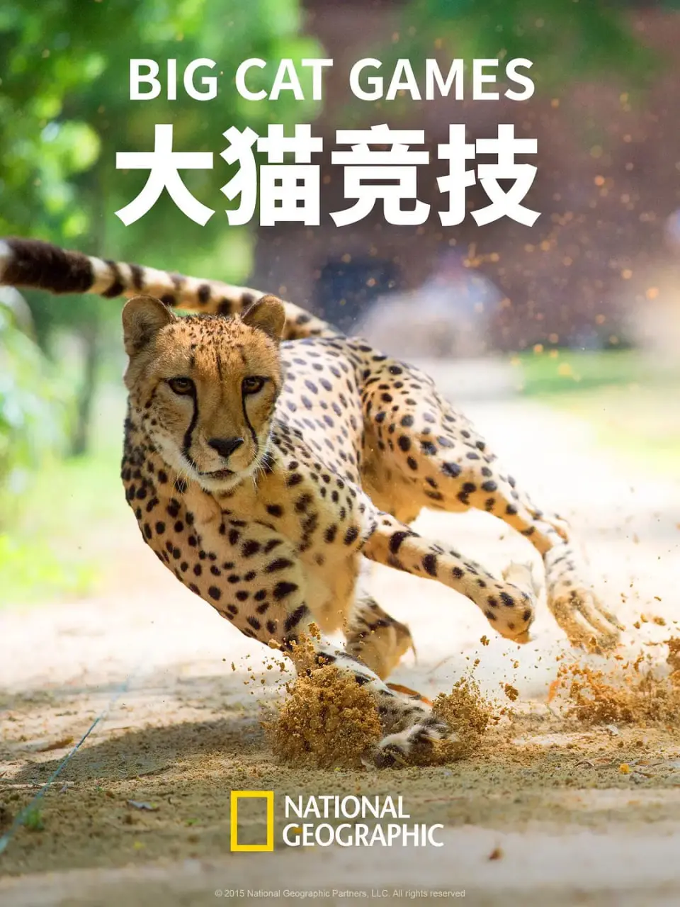 《大猫竞技》：当萌宠化身格斗巨星，一场颠覆想象的猫咪格斗盛宴！